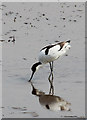 TF7544 : Avocet (Recurvirostra avosetta), Titchwell, Norfolk by Christine Matthews