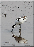 TF7544 : Avocet (Recurvirostra avosetta), Titchwell, Norfolk by Christine Matthews
