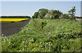 Ditch, field boundary and oil seed rape