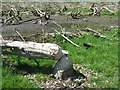 Alder felled by wild beavers at Bamff