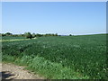 Farmland near Barkby Thorpe