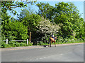 Riding on Church Lane, Doddinghurst