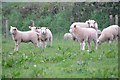 North Devon : Sheep Grazing