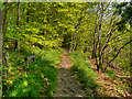 Old Rake Way, Wilderswood