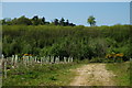 View Towards Halnacker Copse, Surrey