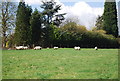 Sheep near Bashurst