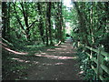 Woodland Footpath, Kimberley