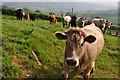 Mid Devon : Cattle Grazing