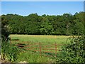 Gate and field beside Staplewood Lane