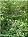 Woodland at Hazeley Brook