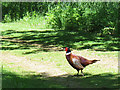 SU9722 : Petworth Park: cock pheasant  by Stephen Craven