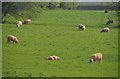 SS9405 : Mid Devon : Grassy Field & Sheep Grazing by Lewis Clarke