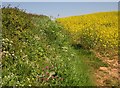 Edge of oilseed rape field