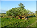 Remarkable ancient willow tree