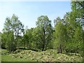 Birchwood above Daloist