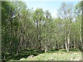 NN7756 : Birch woods by Richard Webb
