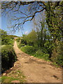 Farm road to Shapcombe Farm