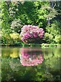 Rhododendron reflection