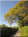 Oak near Penny Thorn Cross