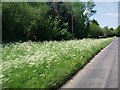 Late Spring Flowers on Vergeside of Gaddesden Lane