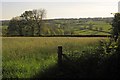 Meadow, Stockland Hill