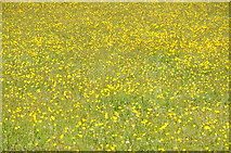 SO2824 : A sea of buttercups by Philip Halling