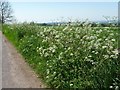 SK0548 : A froth of wild flowers along the verge at Lanehead by Christine Johnstone