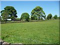 Garston garden trees