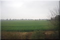 Oilseed rape near Walmer