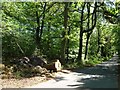 Fallen tree, Eaves Lane [1]