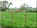 NZ0779 : Herd instinct (2) by Oliver Dixon