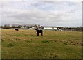 Horses with Hamilton Community College behind