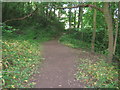 Woodland path on the banks of the River Tees
