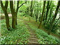 Steep woodland footpath to the River Amber