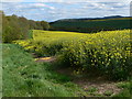 Oil seed rape south of Bliss Gate