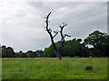 Dead tree in playing field