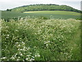 Boddington Hill from Hale Lane, south-east of Wendover