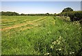 ST0412 : Grass crop by the B3181 by Derek Harper