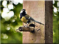 SD7406 : Bird Feeder, Moses Gate Country Park by David Dixon