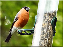 SD7406 : Bullfinch, Moses Gate Country Park by David Dixon