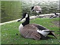 SK0573 : Canada Goose, Buxton by Kenneth  Allen