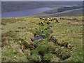 NH1059 : Watercourse to the west of Allt Mor above Loch a' Chroisg by ian shiell