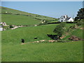 Welsh black suckler cows and calves