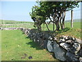 Field stone dyke and fence