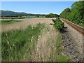 Railway and reed beds