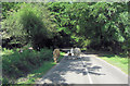 Cattle on the road to Stock