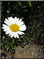 NZ3069 : Oxeye Daisy (Leucanthemum vulgare) by Christine Westerback