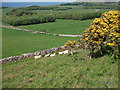 Herding sheep along the path