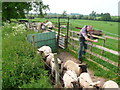 SP3463 : Sorting the Sheep (2) by Nigel Mykura