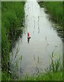 Traffic cone in ditch, Brookland